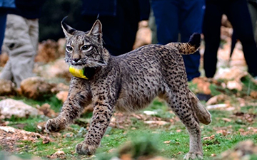 Los linces criados en cautividad se adaptan al medio de forma similar a los silvestres