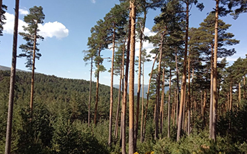 Mejoras en la oferta de servicios ecosistémicos en los bosques