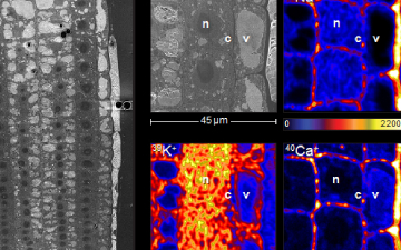 Una nueva técnica revela un mecanismo de tolerancia de las plantas a la alta salinidad