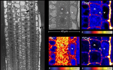 A new technique reveals a mechanism of plants tolerance to high salinity