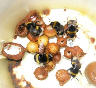 Producción de cera y panales de abejas - Educación ambiental Madrid